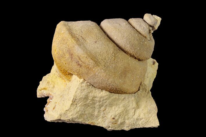 Ordovician Gastropod (Clathrospira) Fossil - Wisconsin #162978